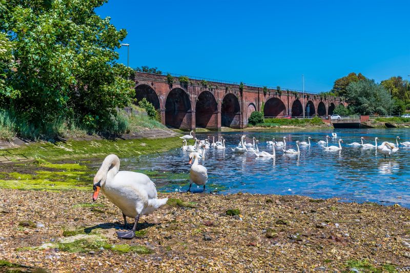 A,View,Of,Swans,Around,The,Railway,Viaduct,At,Fareham,